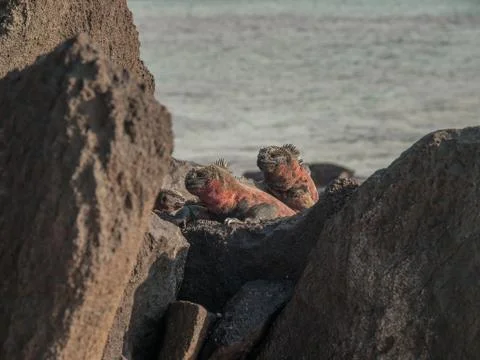 Mating Iguanas Stock Photos
