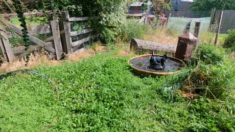 Mating Indian Runner Ducks Stock Footage 163654673