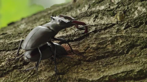Mating insect behavior as male stag beetle sits atop female during Stock Footage 245717206