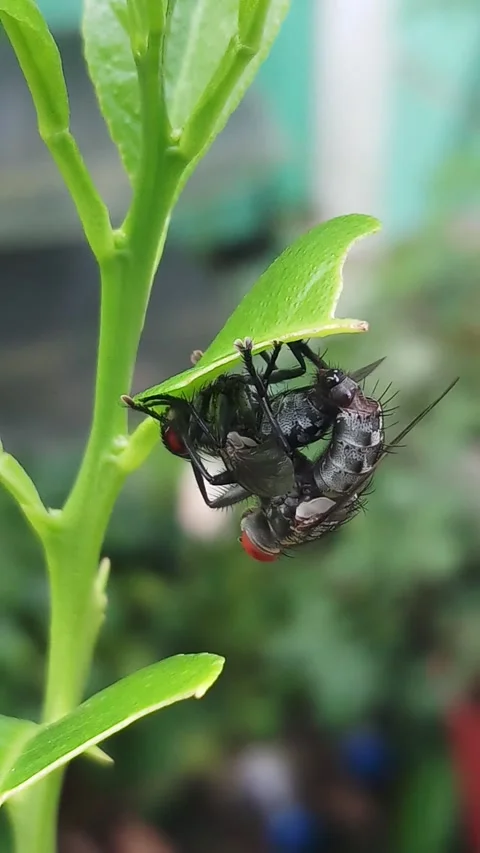 Mating insect Stock Footage 307041420