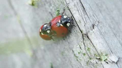 Mating Insect in Nature Stock Footage 58087138