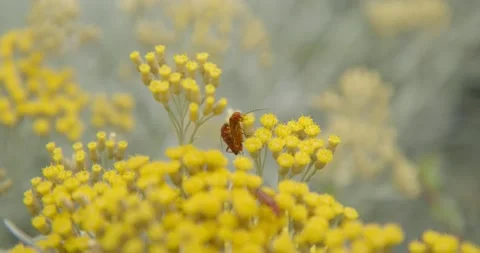 Mating insect pair on fully bloom Helichrysum italicum plant Видео 134390567
