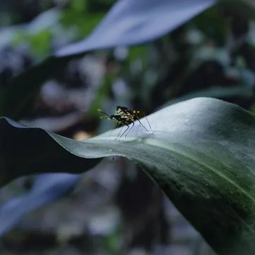 Mating insect at the park Foto stock