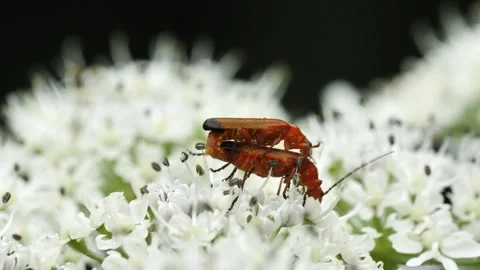 Mating Insects Stock-Footage 333011183