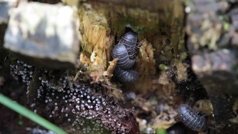 Mating insects in nature. close up 스톡 동영상 108998481