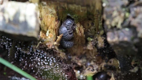 Mating insects in nature. close up 스톡 동영상 108999106