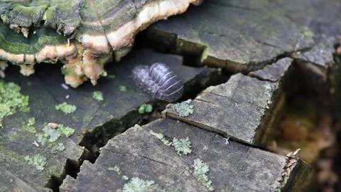 Mating insects in nature. close up 스톡 동영상 108999872