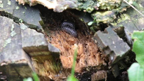 Mating insects in nature. close up 스톡 동영상 108999976