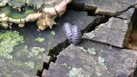 Mating insects in nature. close up 스톡 동영상 109001511