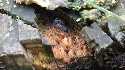 Mating insects in nature. close up 스톡 동영상 109004121