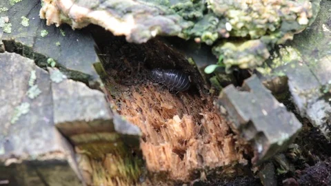 Mating insects in nature. close up 스톡 동영상 109004678