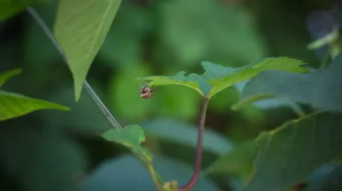 Mating insects running around on tree leaves Stock Footage 64470644