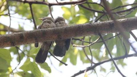 Mating interactions, pair-bonding Stock Footage 125506070