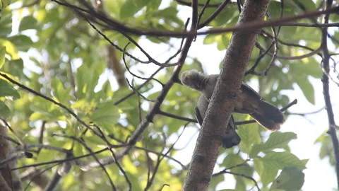 Mating interactions, pair-bonding Stock Footage 125506471