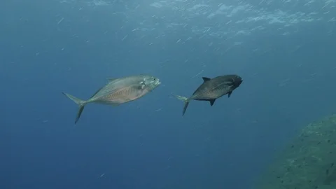 Mating Jacks Video stock 96865404