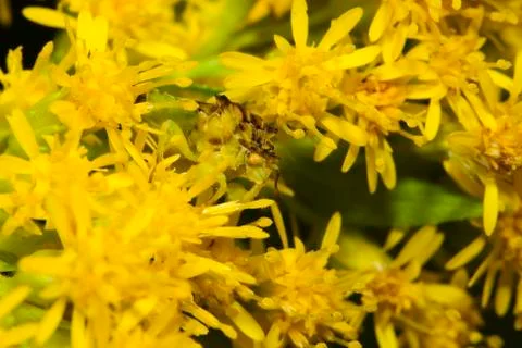 Mating jagged ambush bugs. Stock Photos
