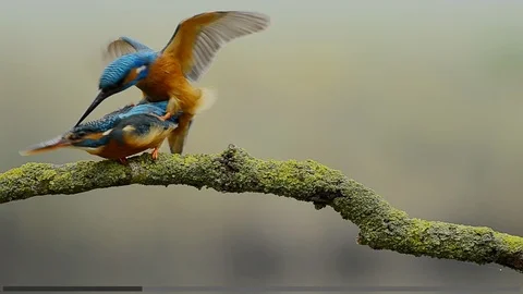 Mating kingfishers Video stock 99310158