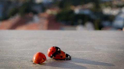 Mating lady bugs in city environment in Costa del Sol Stock Footage 105847949