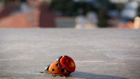 Mating lady bugs in city environment in Costa del Sol Stock Footage 105848108