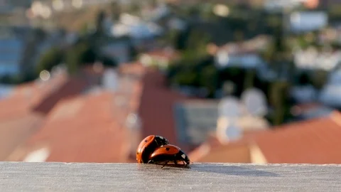 Mating lady bugs in city environment in Costa del Sol Stock Footage 105848941