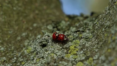 Mating Lady bugs Coccinellidae Stock Footage 172473720