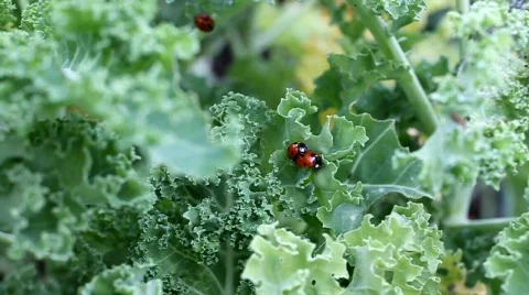 Mating Ladybirds Stock Footage 517587
