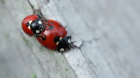 Mating ladybirds in nature Stock Footage 58087129