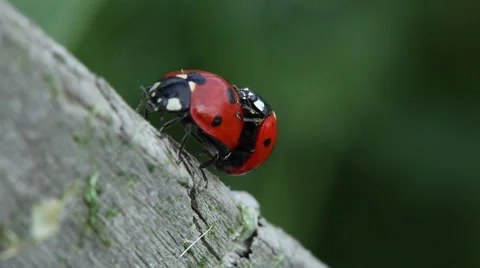 Mating ladybirds in nature Видео 58087242