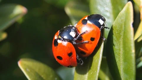 Mating ladybrds Stock Footage 169452398
