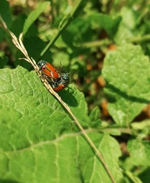 Mating of ladybugs on green leaf Stock Photos