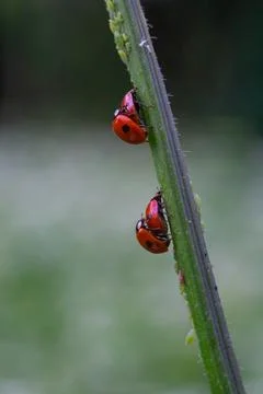 Mating Ladybugs On A Green Stem Stock Photos