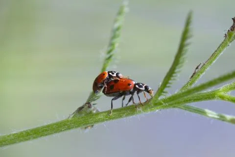 Mating ladybugs 스톡 사진