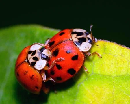 Mating ladybugs Stock Photos