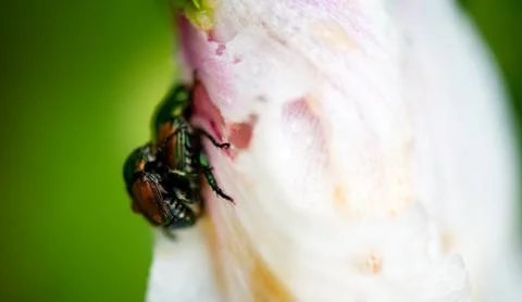 Mating ladybugs Stock Photos