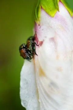 Mating ladybugs Stock Photos