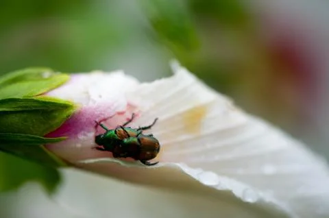 Mating ladybugs Stock Photos