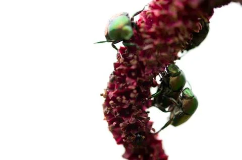 Mating ladybugs Stock Photos