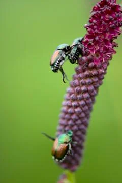 Mating ladybugs Stock Photos