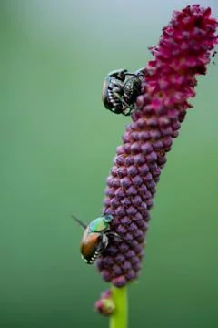 Mating ladybugs Stock Photos