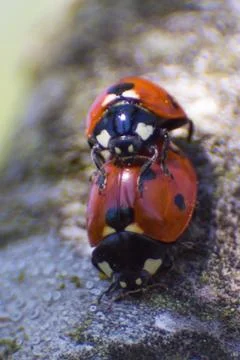Mating ladybugs Stock Photos