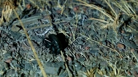 Mating Large Desert Beetles at Night Oregon 229 Stock Footage 81779676