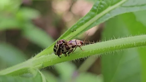 Mating Leaf Beetles (Alticini) Moving on Verbena Stem - Macro Close Up Stock-Footage 343330807