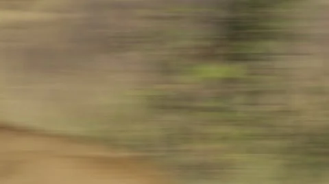 Mating lion, peeing lion Stock Footage 12645000