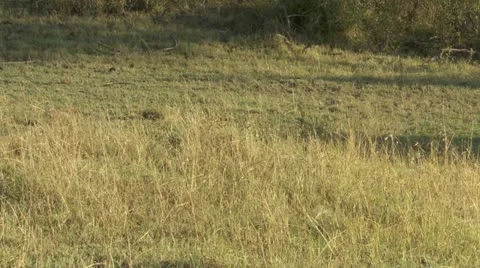 Mating lions, and both on their back Stock Footage 12650590