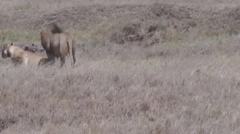 Mating lions Stock Footage 12166169