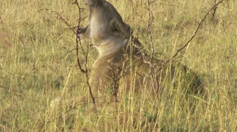 Mating lions Stock Footage 12650175