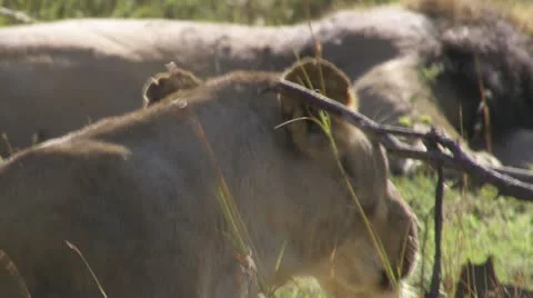 Mating lions Stock Footage 12651349
