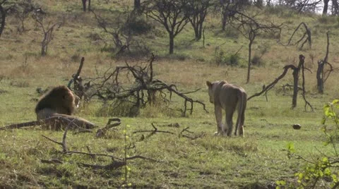 Mating lions Stock Footage 12651618