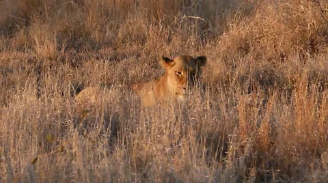Mating Lions Stock Footage 46588114