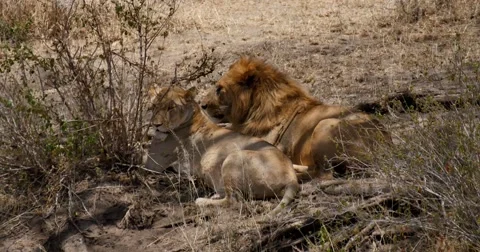 Mating Lions Stock Footage 60595852